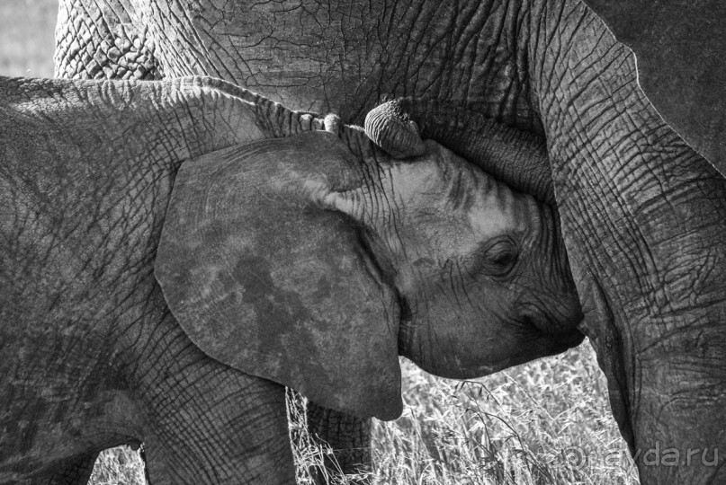 Нецветная Африка