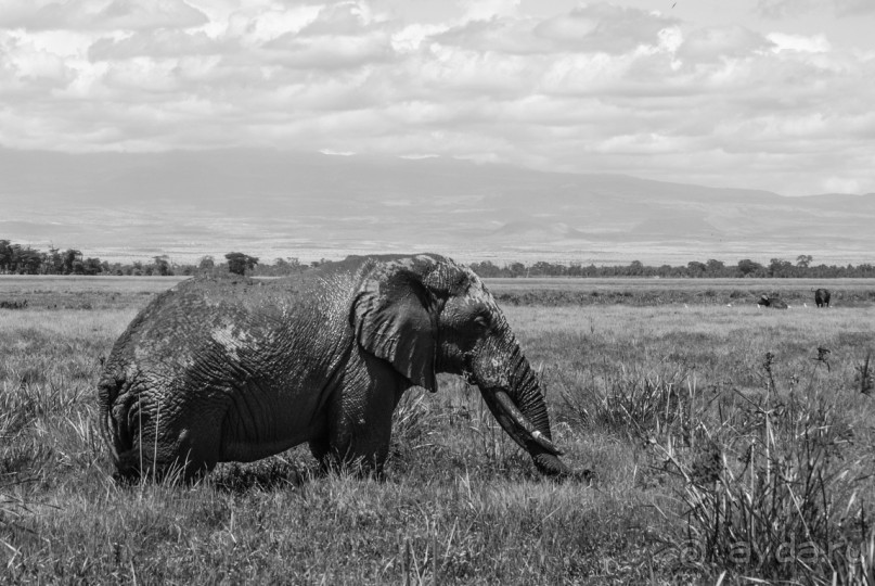 Нецветная Африка