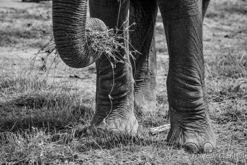 Нецветная Африка