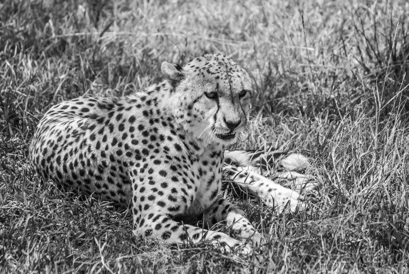 Нецветная Африка