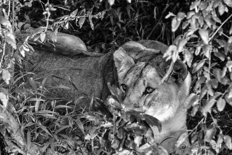 Нецветная Африка