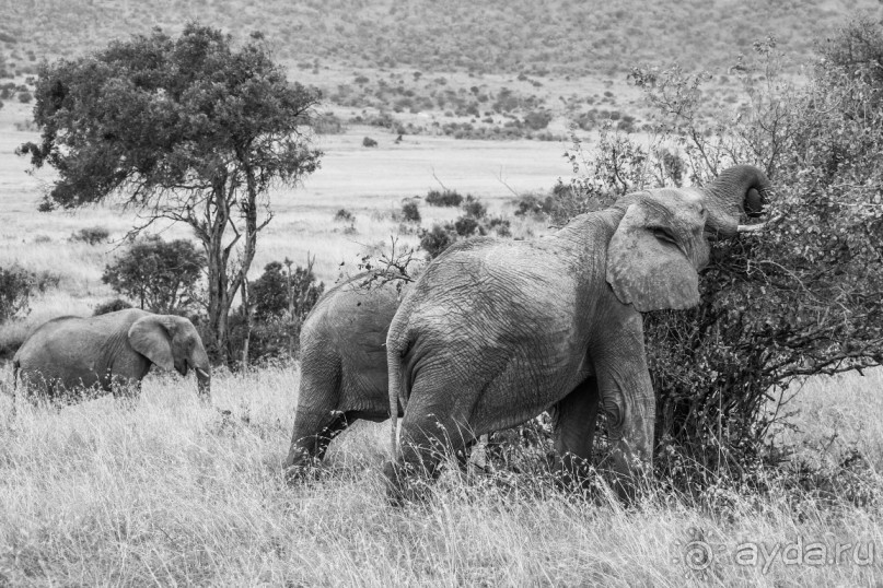 Нецветная Африка