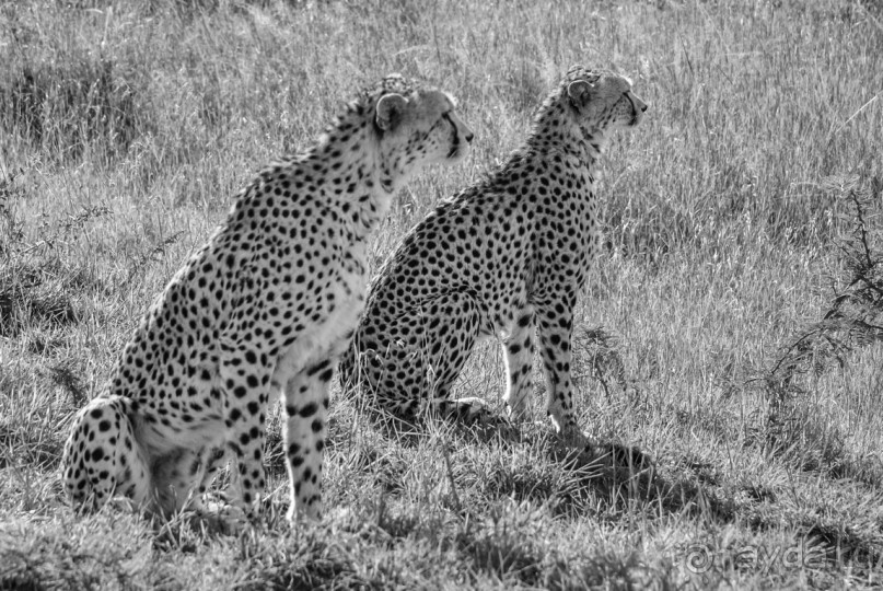 Нецветная Африка