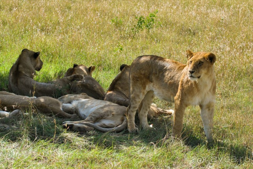 Как бюджетно побывать в Африке - инструкция