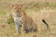 Зоопарк без клеток - Африка