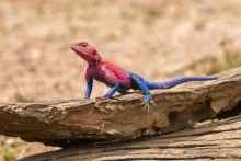 Зоопарк без клеток - Африка