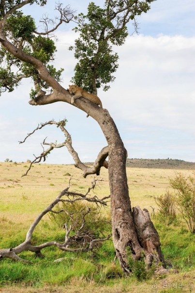 Зоопарк без клеток - Африка