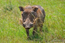 Зоопарк без клеток - Африка