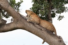 Зоопарк без клеток - Африка