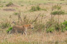 Зоопарк без клеток - Африка