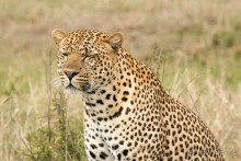 Зоопарк без клеток - Африка