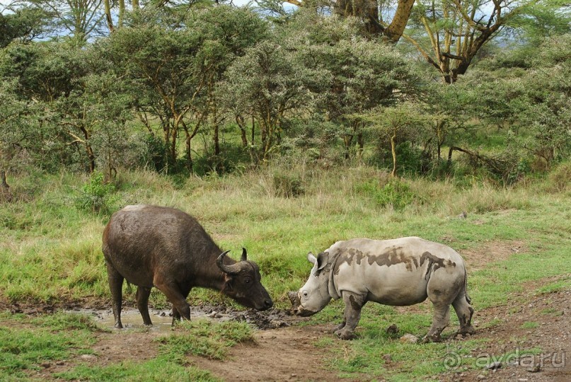 Зоопарк без клеток - Африка