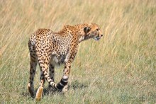 Зоопарк без клеток - Африка