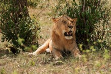 Зоопарк без клеток - Африка