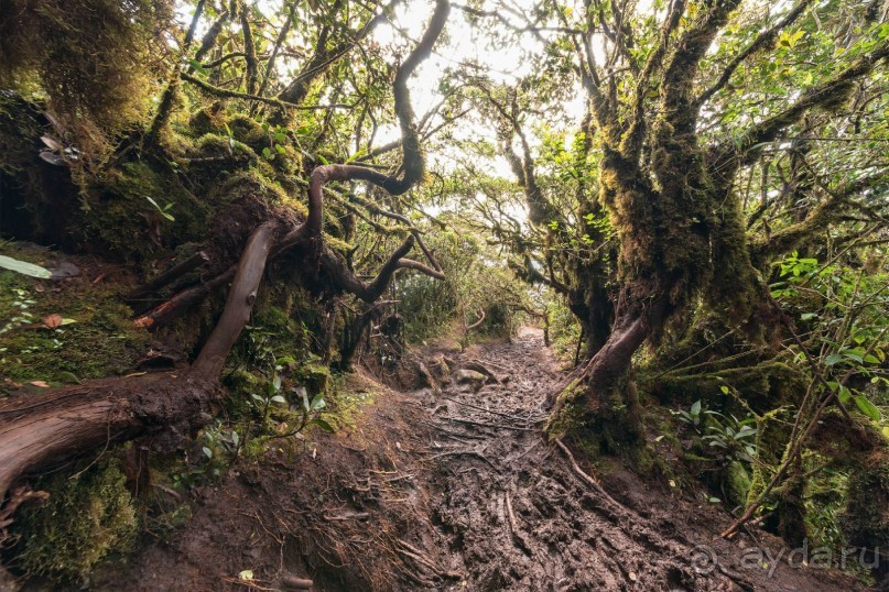 Зоопарк без клеток - Африка