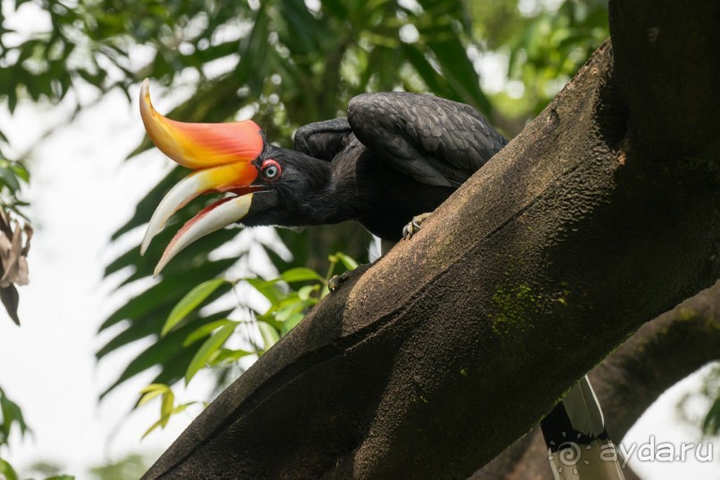 Зоопарк без клеток - Африка