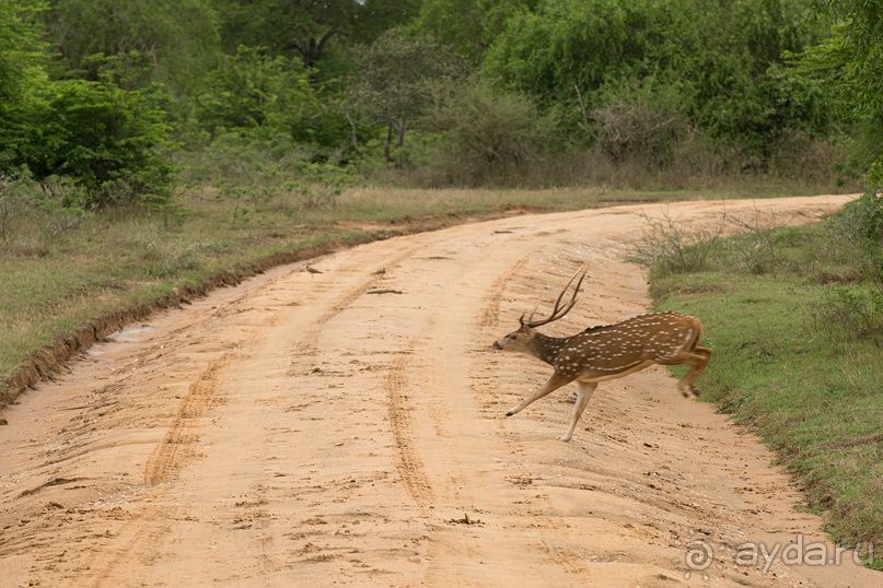 Зоопарк без клеток - Африка
