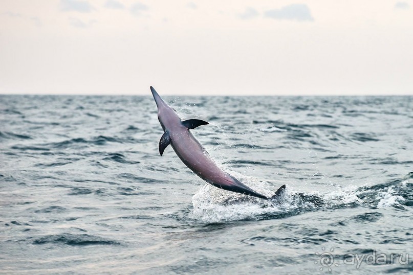 Зоопарк без клеток - Африка