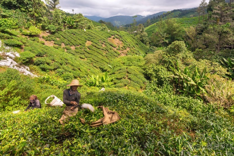 Альбом отзыва "Зоопарк без клеток - Африка"