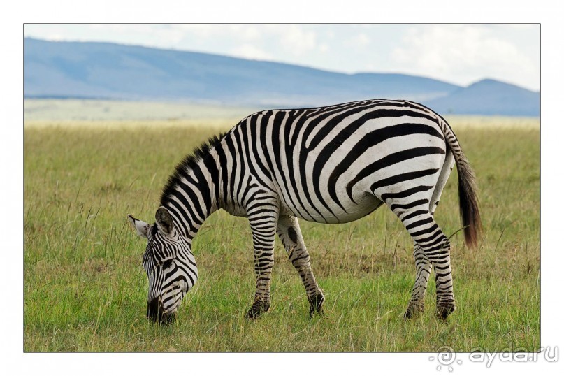 Зоопарк без клеток - Африка