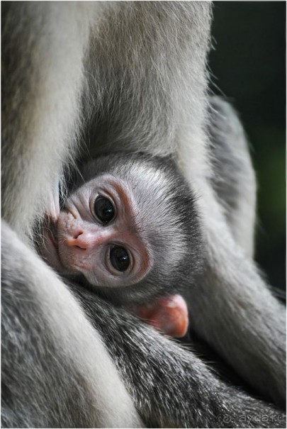 Зоопарк без клеток - Африка