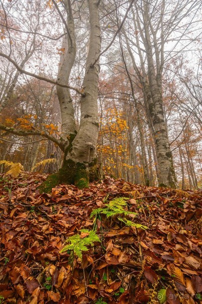 Зоопарк без клеток - Африка