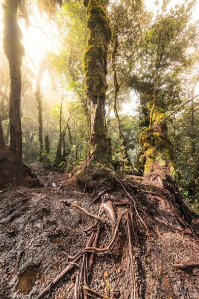 Зоопарк без клеток - Африка