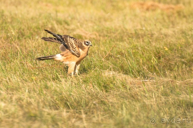 Зоопарк без клеток - Африка