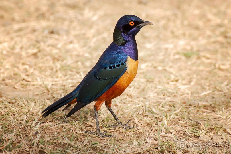 Зоопарк без клеток - Африка