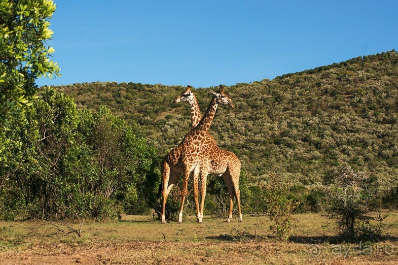 Зоопарк без клеток - Африка