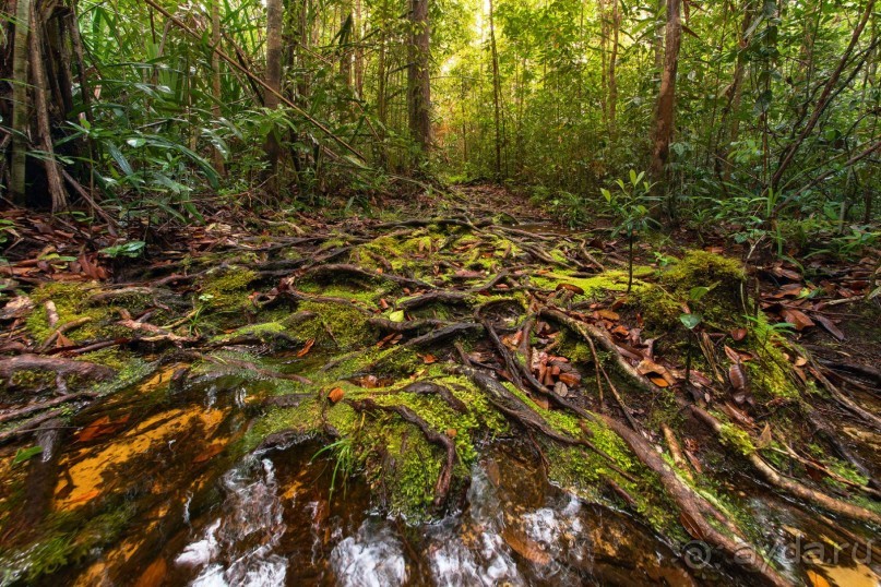 Зоопарк без клеток - Африка