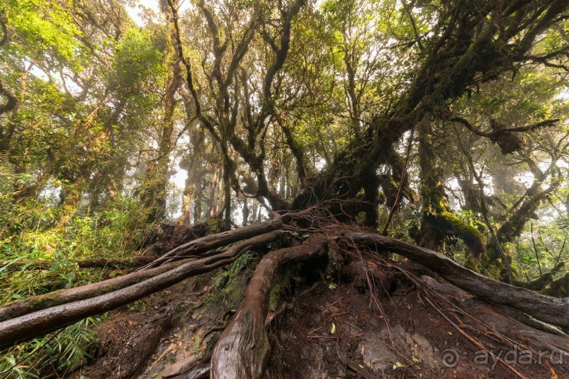 Зоопарк без клеток - Африка