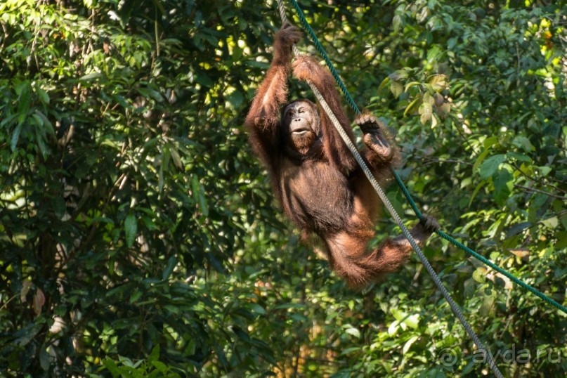 Зоопарк без клеток - Африка