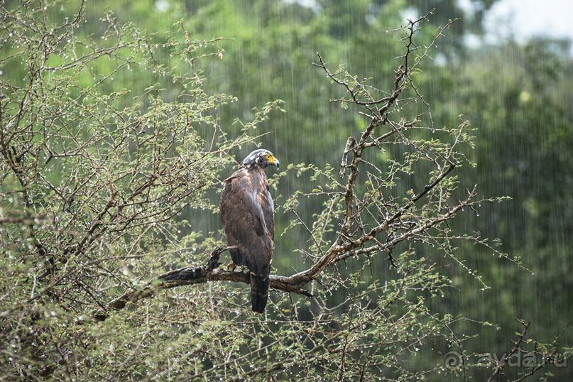 Зоопарк без клеток - Африка