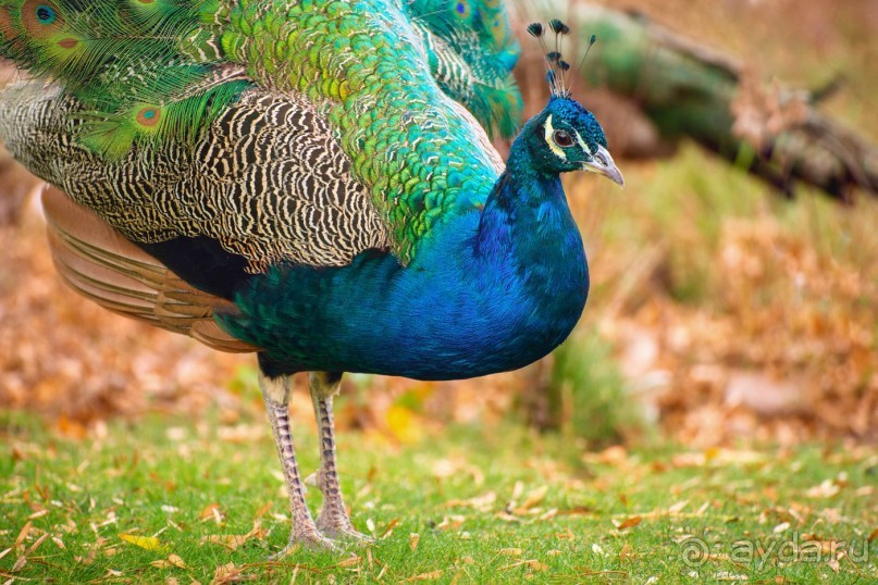 Зоопарк без клеток - Африка