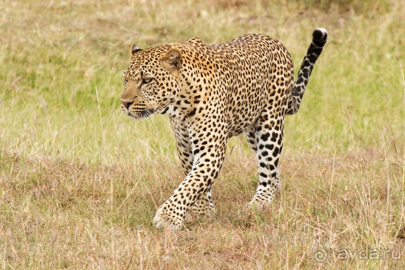 Зоопарк без клеток - Африка