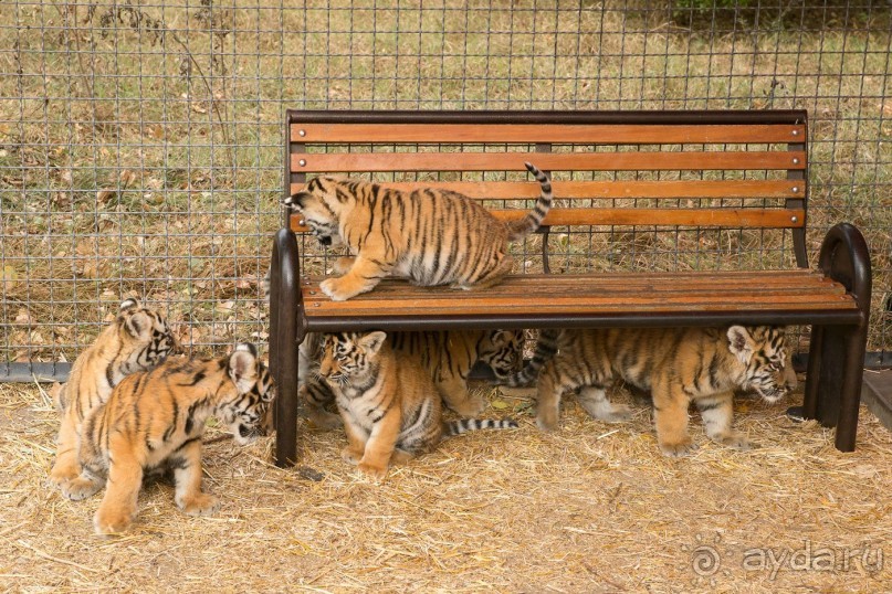 Зоопарк без клеток - Африка