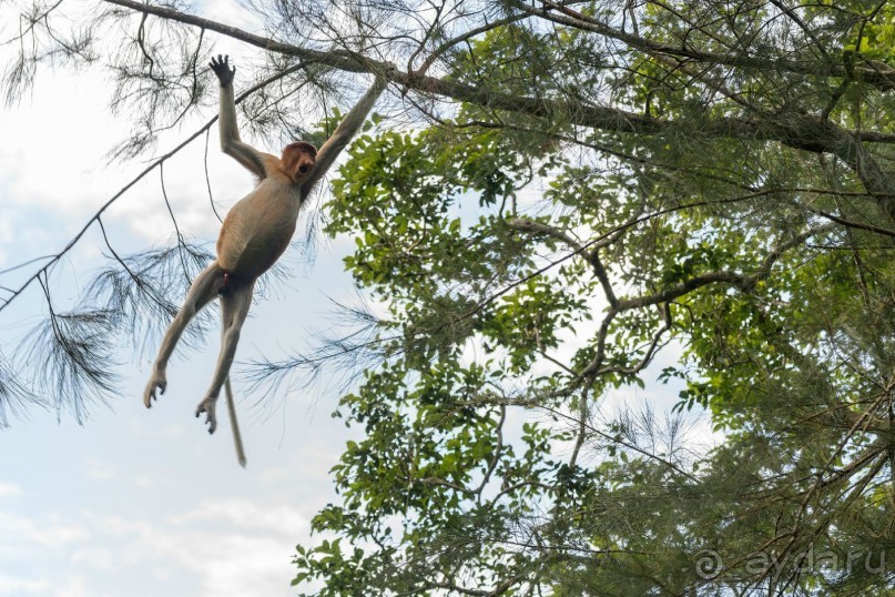 Зоопарк без клеток - Африка