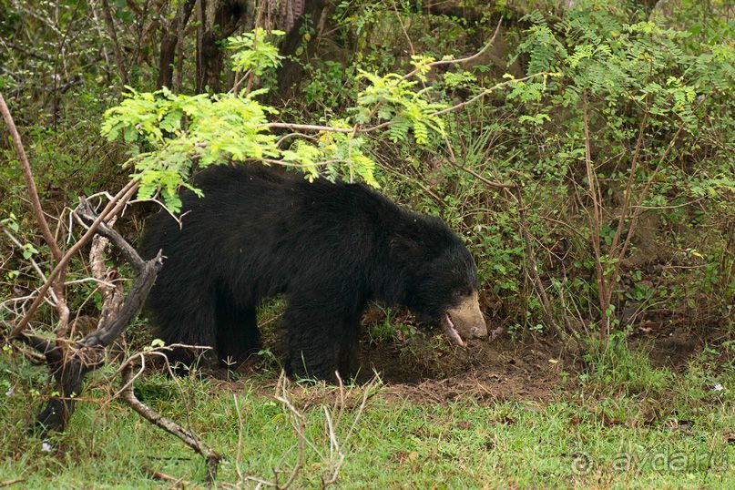 Зоопарк без клеток - Африка