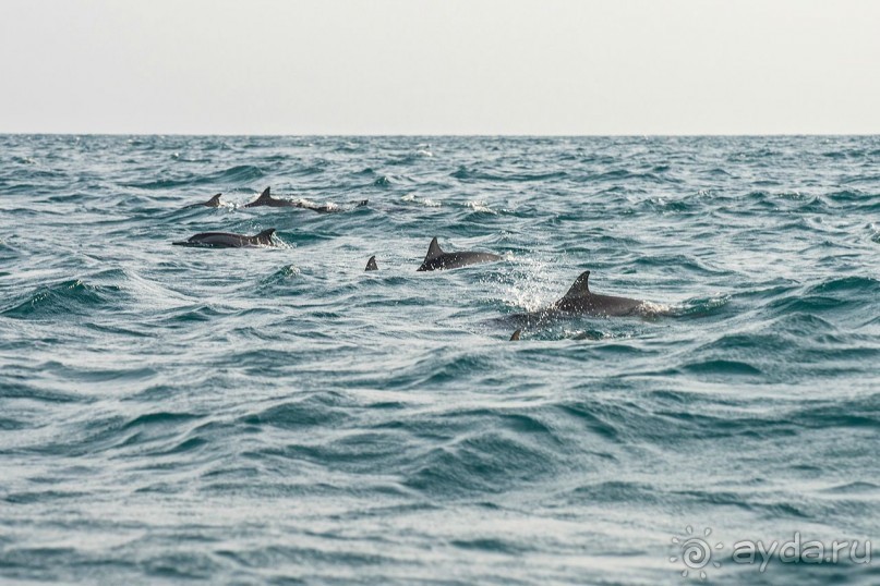 Зоопарк без клеток - Африка