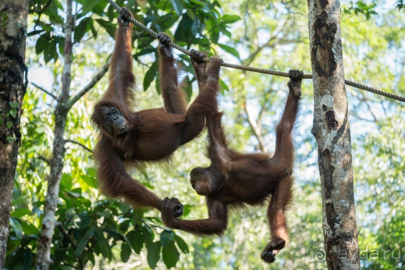 Зоопарк без клеток - Африка