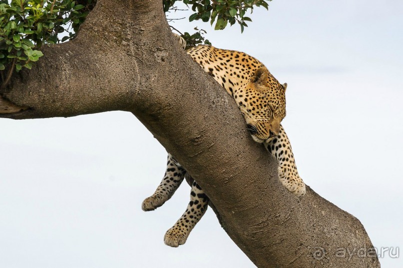 Зоопарк без клеток - Африка