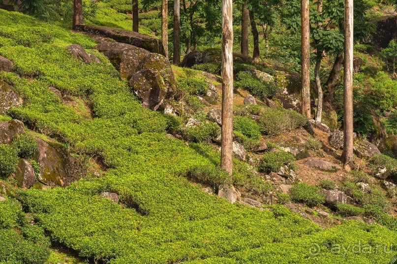 Зоопарк без клеток - Африка