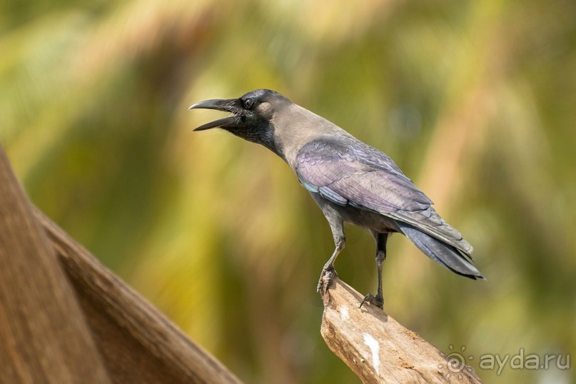 Зоопарк без клеток - Африка