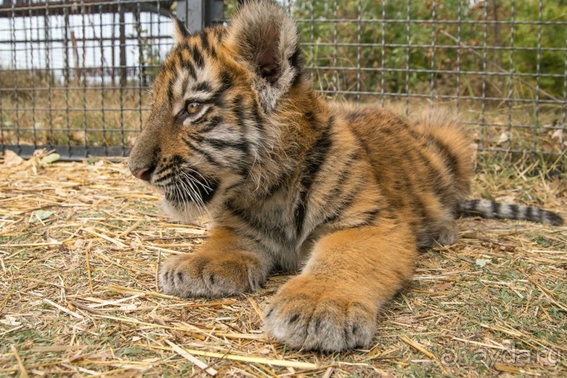 Зоопарк без клеток - Африка