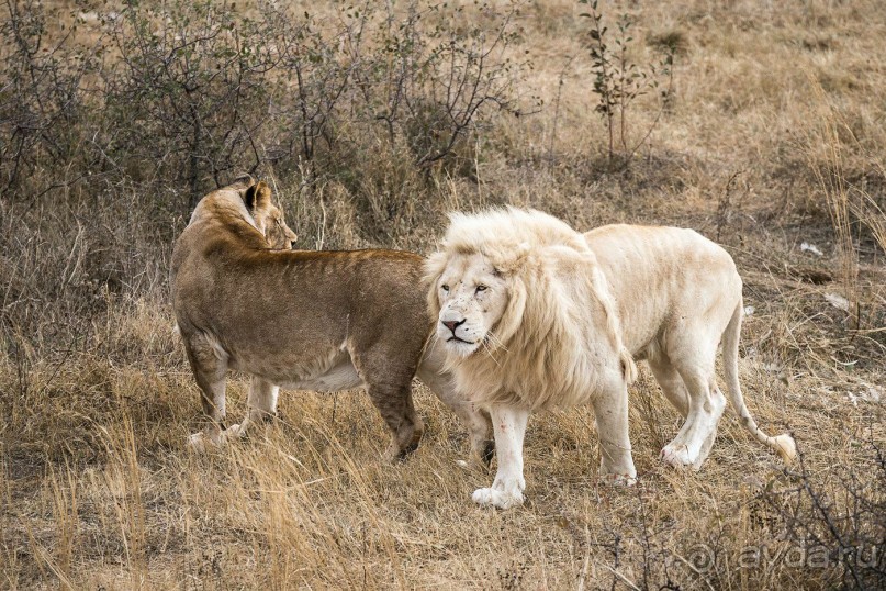 Зоопарк без клеток - Африка