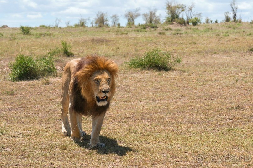 Зоопарк без клеток - Африка