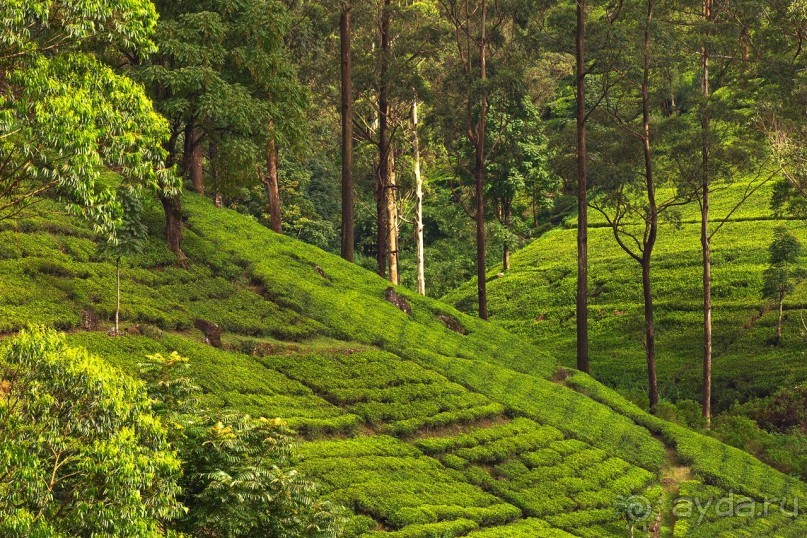 Зоопарк без клеток - Африка