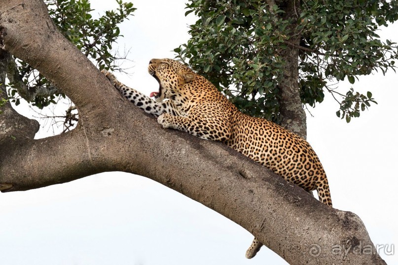 Зоопарк без клеток - Африка