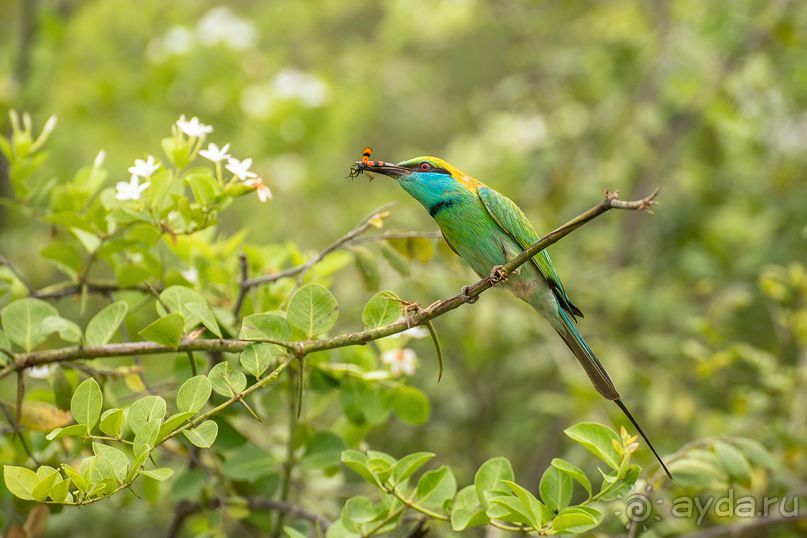 Зоопарк без клеток - Африка